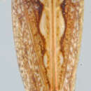 Image of Mimodorus (Mimodorus) diabolus Linnavuori 1959