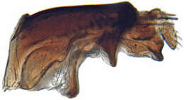 Image of Mukariinae