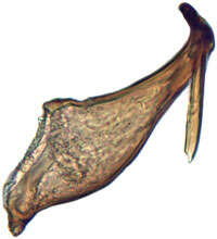 صورة Neoaliturus carbonarius Mitjaev 1971