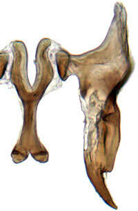 صورة Neoaliturus carbonarius Mitjaev 1971