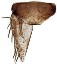 صورة Neoaliturus carbonarius Mitjaev 1971