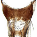 صورة Neoaliturus carbonarius Mitjaev 1971