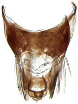 صورة Neoaliturus carbonarius Mitjaev 1971