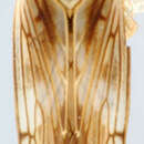 Image of Neohegira breviceps Linnavuori & De Long 1978