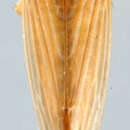 Image of Neomesus obtusiceps Berg 1884