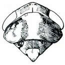Plancia ëd Norvellina mildredae Ball 1901