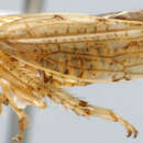 Image of Ophionotum separatus Dlabola 1961