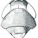 Image of Osbornellus auronitens Provancher 1889