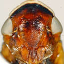 صورة Oxycephalotettix tiputini Zahniser 2005