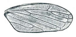 Image of <i>Memnonia brunnea</i>