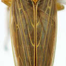 Image de <i>Paramacrosteles nigromaculatus</i>