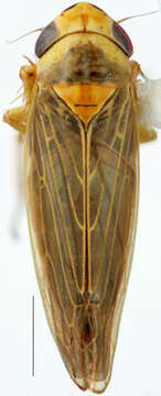 Image of Paramacrosteles