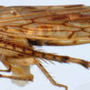 Image of Parabahita bicornis Linnavuori & De Long 1978