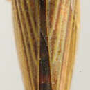 Image of Paracolladonus insculptus De Long 1946