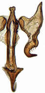 Image of Paralimnus