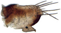 Image of Paralimnus