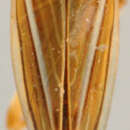 Image of Paranurenus latidens De Long 1946