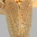 Image of Perubahita binotata De Long 1984