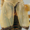Image of Phycotettix truncatipennis Rambur 1840