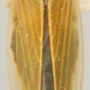 Image of Picchusteles inca Linnavuori & De Long 1976
