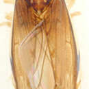 Image of Platyretus marginatus Melichar 1903