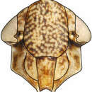 Image of <i>Protochiasmus mysticus</i>