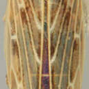 Image of Psammotettix striatus