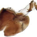 Image of Psammotettix striatus