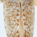 Image of Pseudaligia nigropunctata Kramer & De Long 1968