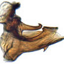 Image of Pseudophlepsius binotatus Signoret 1880