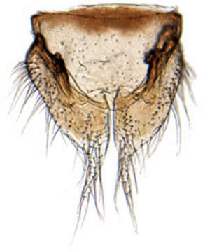 Plancia ëd Pseudophlepsius