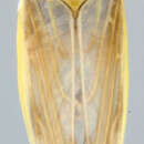 Image of Renosteria waverena Theron 1984