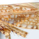 Image of Rinconada simplex Linnavuori & De Long 1977