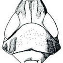 Image of <i><i>Scaphytopius</i></i> (Scaphytopius) <i>elegans</i>