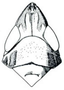 Image of <i><i>Scaphytopius</i></i> (Scaphytopius) <i>elegans</i>