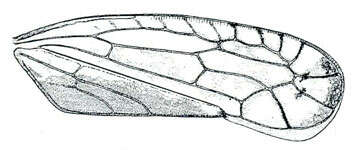 Image de <i><i>Scaphytopius</i></i> (Scaphytopius) <i>elegans</i>