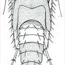 Image of Scaphoideus (Scaphoideus) luteolus Van Duzee 1894
