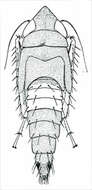 Image of Scaphoideus