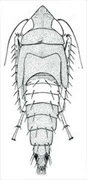 Image of Scaphoideus
