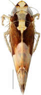 Image of <i><i>Scaphoideus</i></i> (Scaphoideus) <i>omani</i>