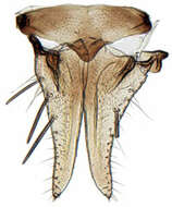 Image of <i><i>Scaphoideus</i></i> (Scaphoideus) <i>omani</i>