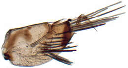 Image of <i><i>Scaphoideus</i></i> (Scaphoideus) <i>omani</i>