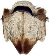 Image of <i><i>Scaphoideus</i></i> (Scaphoideus) <i>omani</i>