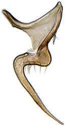 Image of <i><i>Scaphoideus</i></i> (Scaphoideus) <i>omani</i>