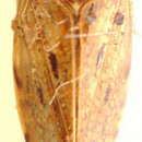 Image of Scaphetus brunneus Evans 1966
