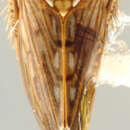 Image of Scaphoidella wideaedeagus Wang & Li 2004
