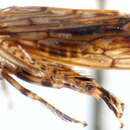 Image of Scaphoidella wideaedeagus Wang & Li 2004