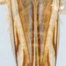 Image of Scaphoidula dentata Osborn 1937