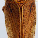 Image of Selenocephalus planus