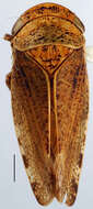 Image of Selenocephalus